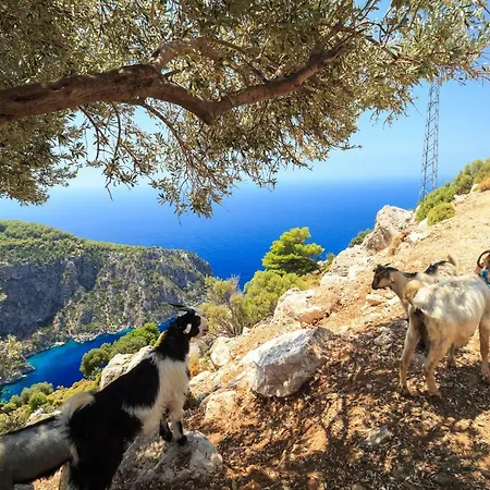 Das Familienfreundliche Maisonette Nese Mit Direktem Zugang Zum Pool Fethiye